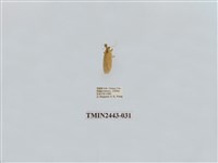 藏品(燈蛾29)的圖片